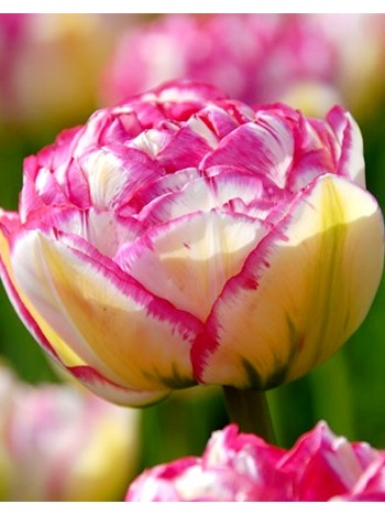  Лале (Tulipa 'Double Touch') T31